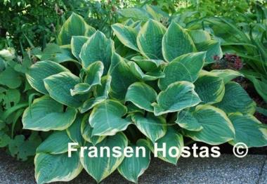 Hosta Lakeside Rhapsody