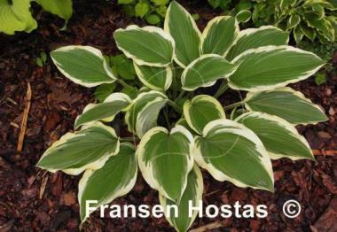 Hosta Lakeside Ring Master