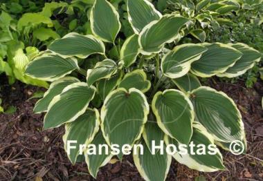 Hosta Lakeside Ring Master