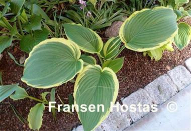 Hosta Lakeside Ring Master