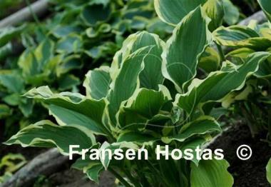Hosta Lakeside Ring Master