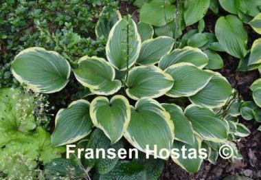 Hosta Lakeside Ring Master