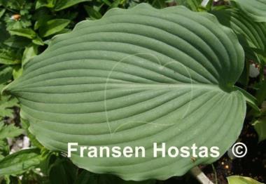 Hosta Lakeside Ripples