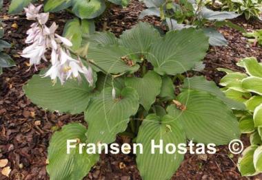 Hosta Lakeside Ripples
