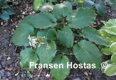 Hosta Lakeside Ripples
