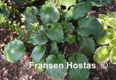 Hosta Lakeside Ripples