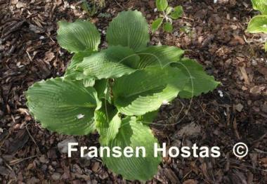 Hosta Lakeside Ripples