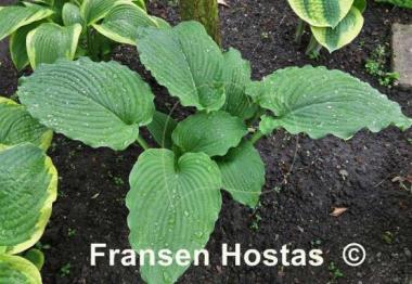 Hosta Lakeside Ripples