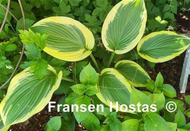 Hosta Lakeside Rocky Top 