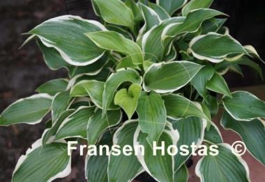 Hosta Lakeside Rocky Top
