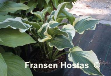 Hosta Lakeside Rocky Top