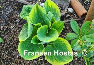 Hosta Lakeside Roy El 