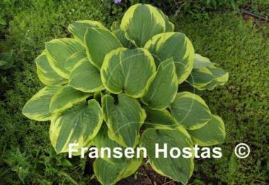 Hosta Lakeside Roy El