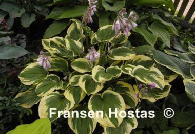 Hosta Lakeside Roy El