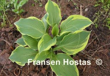Hosta Lakeside Roy El