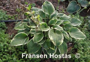 Hosta Lakeside Roy El
