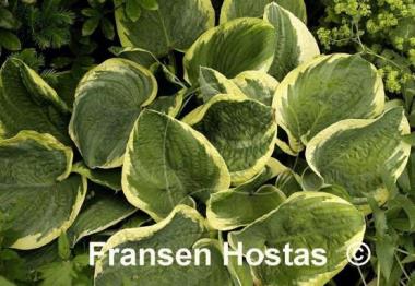 Hosta Lakeside Roy El