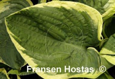 Hosta Lakeside Roy El