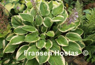 Hosta Lakeside Roy El