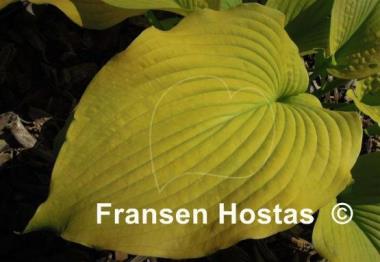 Hosta Lakeside San Kao