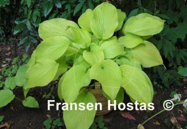 Hosta Lakeside San Kao