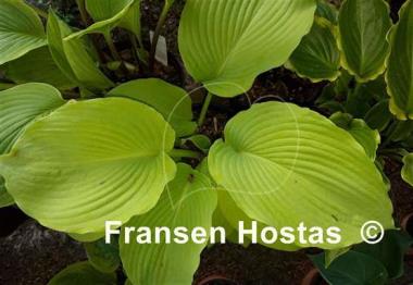 Hosta Lakeside San Kao