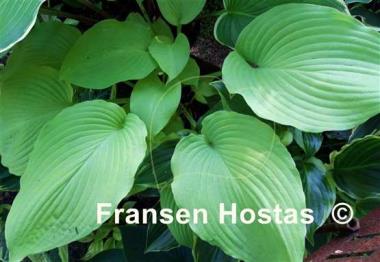 Hosta Lakeside San Kao
