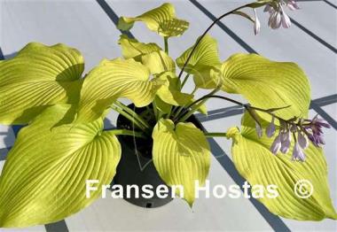 Hosta Lakeside San Kao