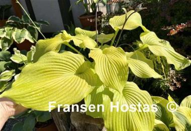 Hosta Lakeside San Kao