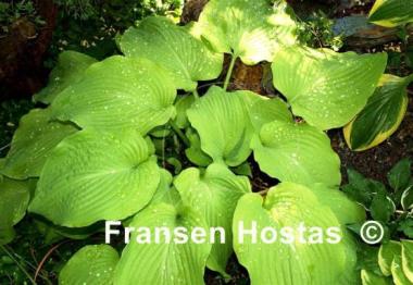 Hosta Lakeside San Kao