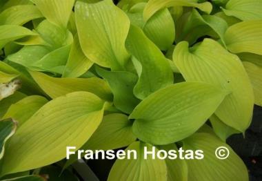 Hosta Lakeside Sassy Sally