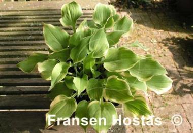 Hosta Lakeside Scamp