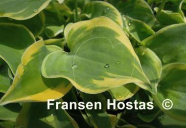 Hosta Lakeside Scamp