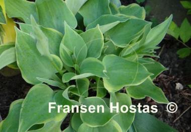 Hosta Lakeside Scamp