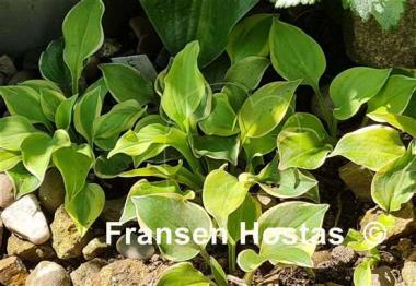 Hosta Lakeside Scamp