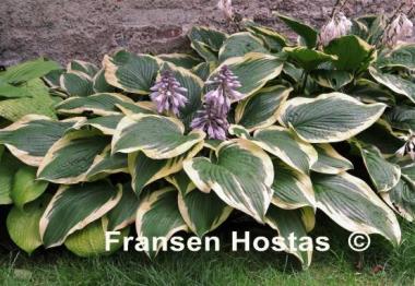 Hosta Lakeside Shockwave