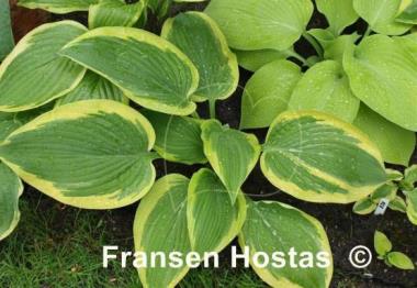 Hosta Lakeside Shockwave