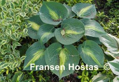 Hosta Lakeside Shore Master