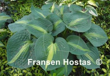 Hosta Lakeside Shore Master