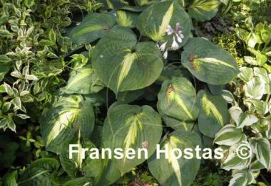 Hosta Lakeside Shore Master