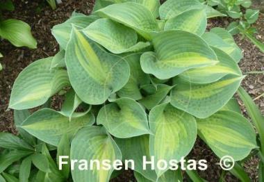 Hosta Lakeside Shore Master