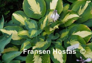 Hosta Lakeside Shore Master