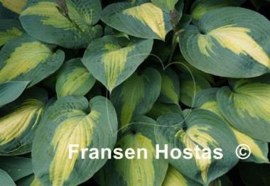 Hosta Lakeside Shore Master