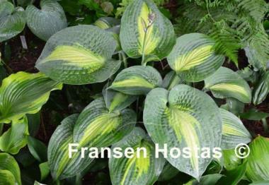 Hosta Lakeside Shore Master
