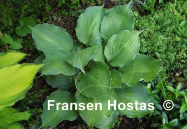 Hosta Lakeside Sir Logan