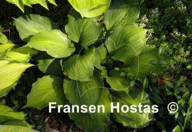 Hosta Lakeside Sir Logan