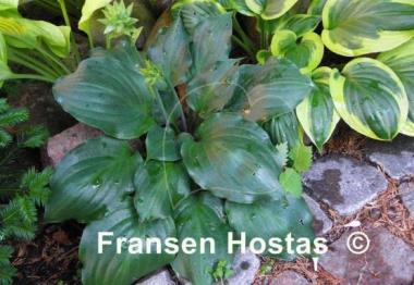 Hosta Lakeside Sir Logan