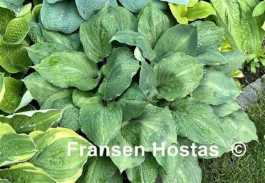 Hosta Lakeside Sir Logan