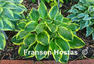 Hosta Lakeside Slick Chick 