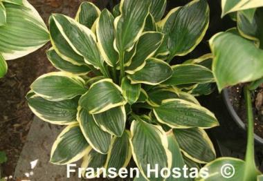 Hosta Lakeside Slick Chick